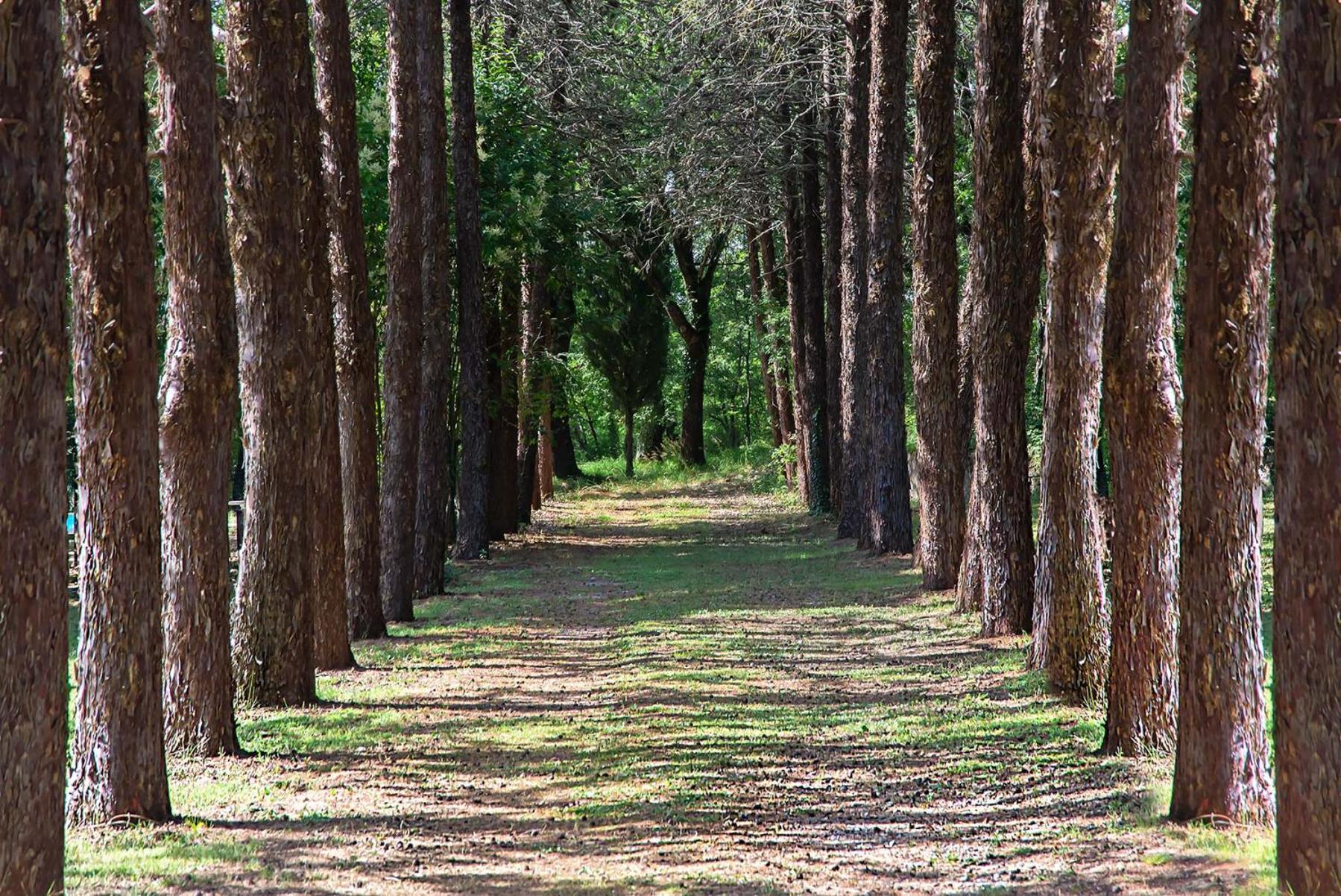 Agriturismo Villa Alari Cetona Bagian luar foto